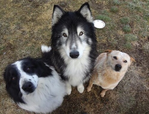 Las comidas en Navidad y nuestras mascotas
