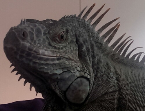 Cuidados básicos de la Iguana